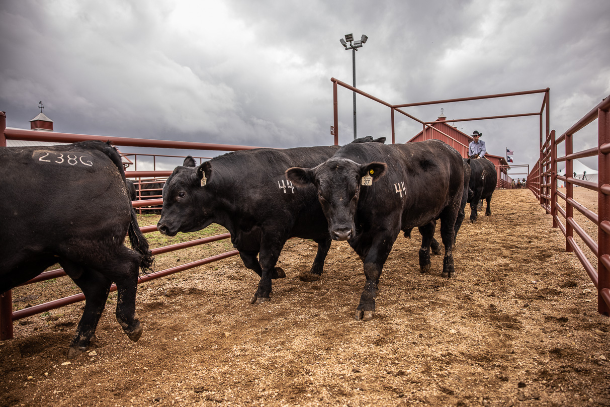 44Farms_Cameron_BullSale_Feb2021-517605