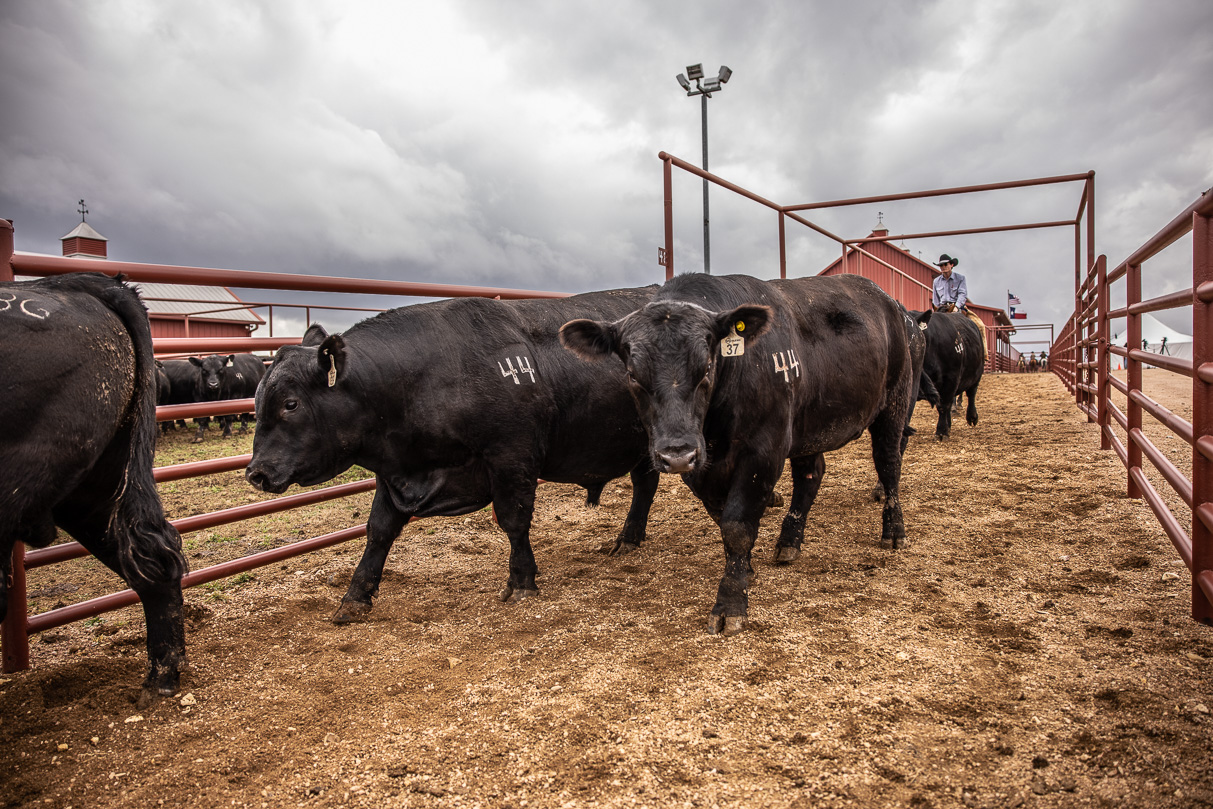 44Farms_Cameron_BullSale_Feb2021-517606