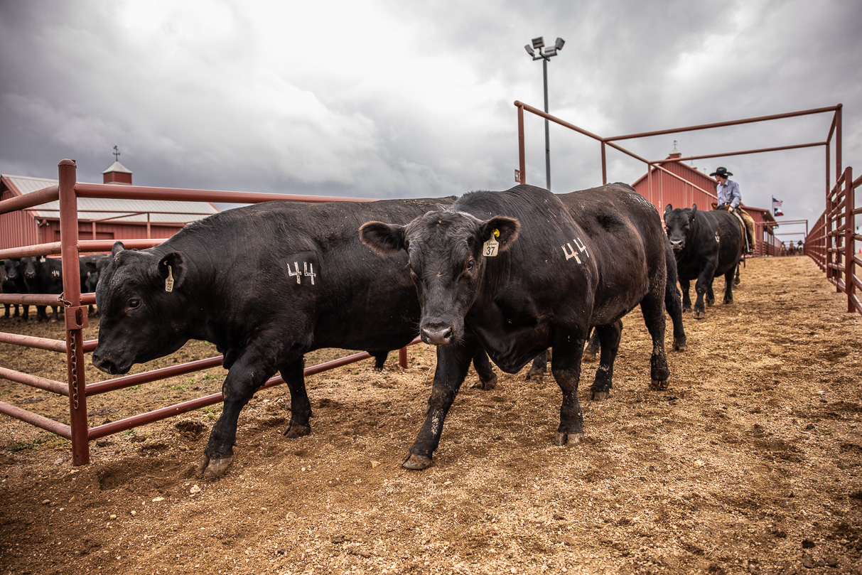 44Farms_Cameron_BullSale_Feb2021-517607