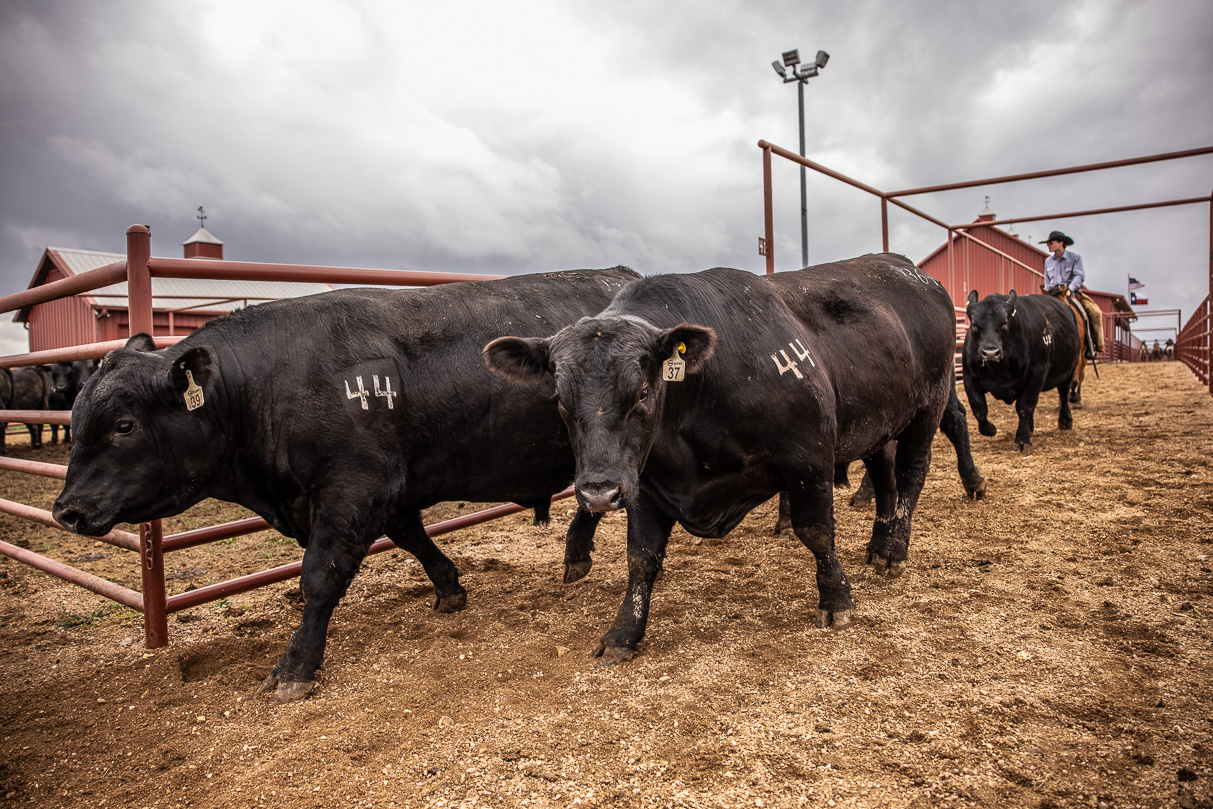 44Farms_Cameron_BullSale_Feb2021-517608