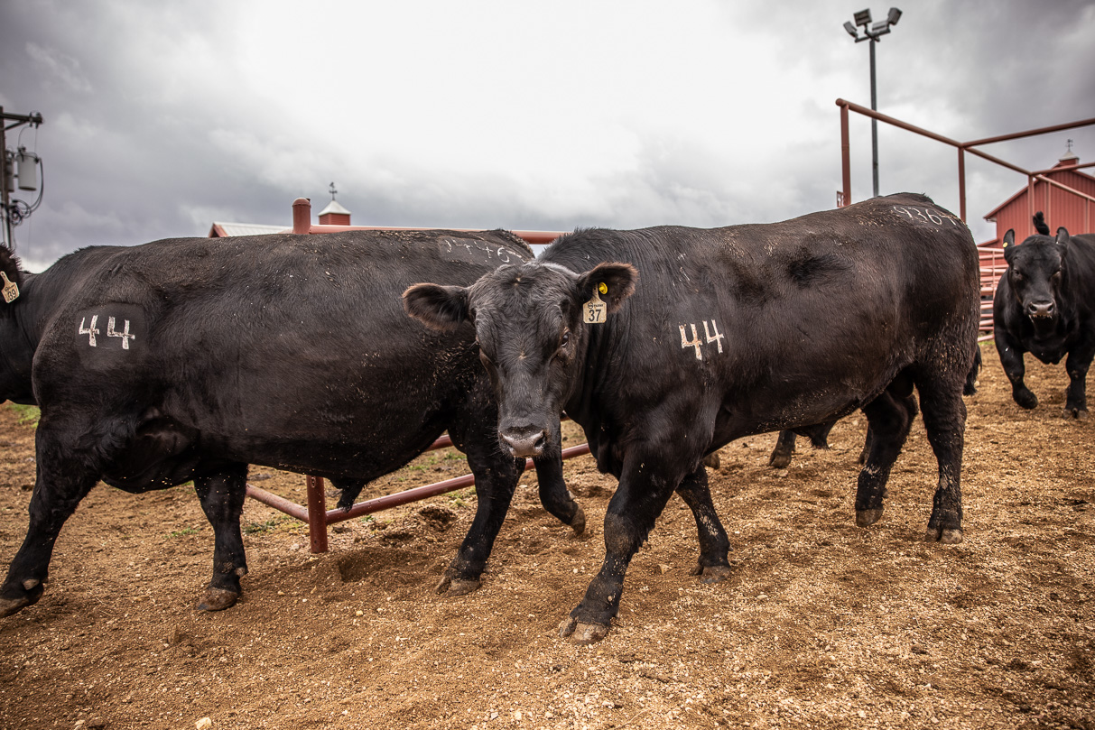 44Farms_Cameron_BullSale_Feb2021-517610