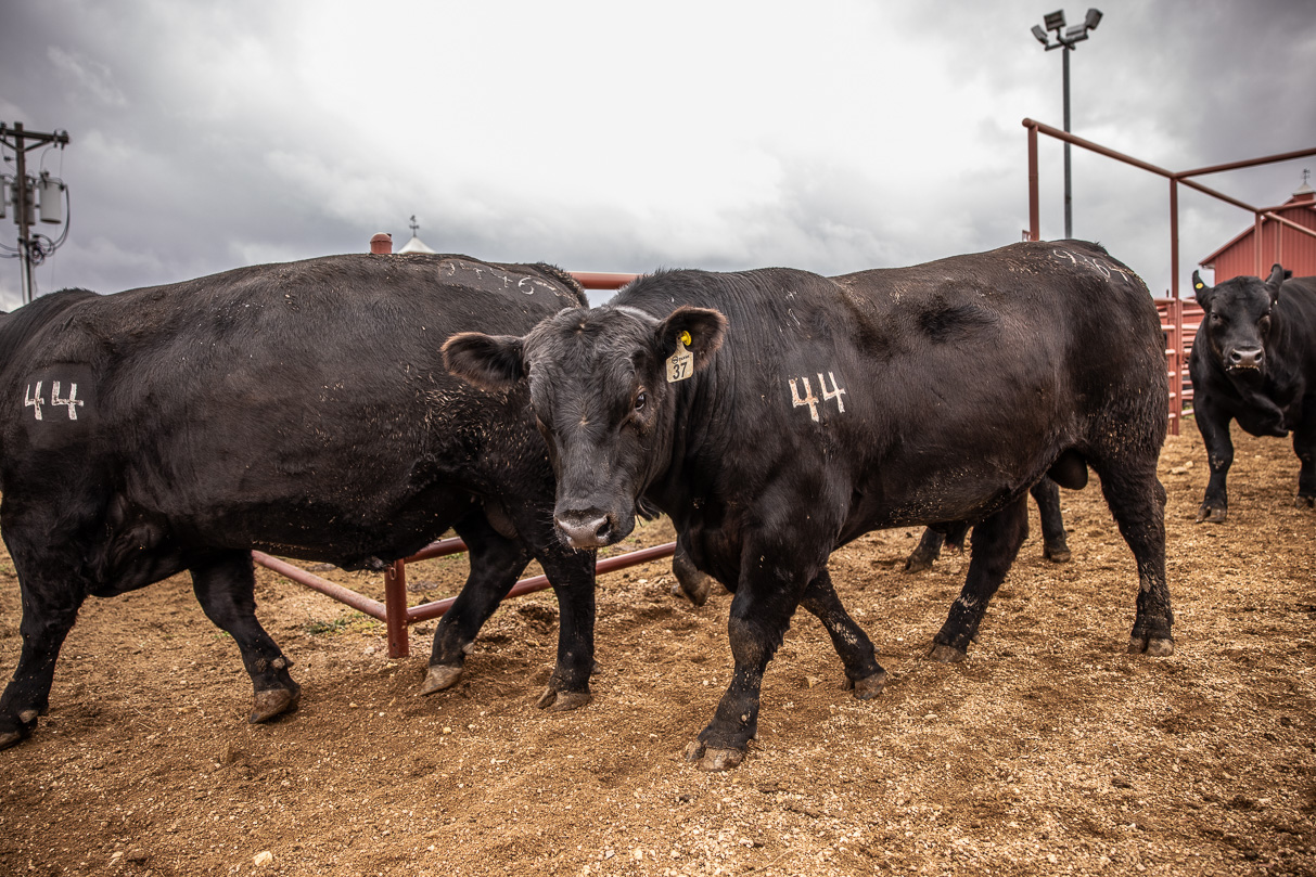44Farms_Cameron_BullSale_Feb2021-517611