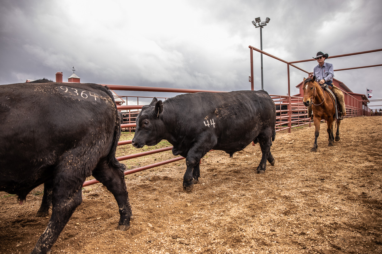 44Farms_Cameron_BullSale_Feb2021-517616