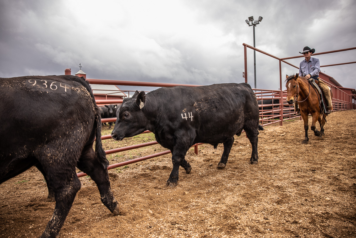 44Farms_Cameron_BullSale_Feb2021-517617