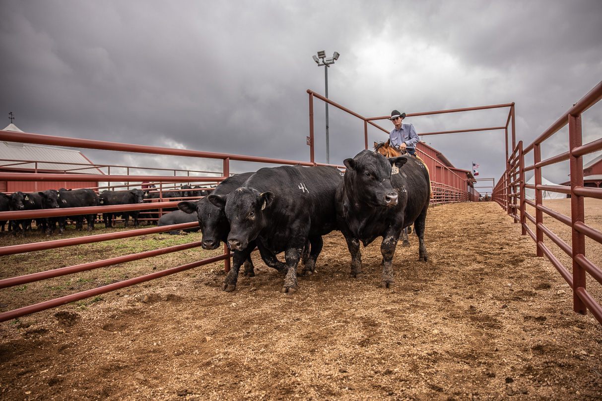 44Farms_Cameron_BullSale_Feb2021-517626