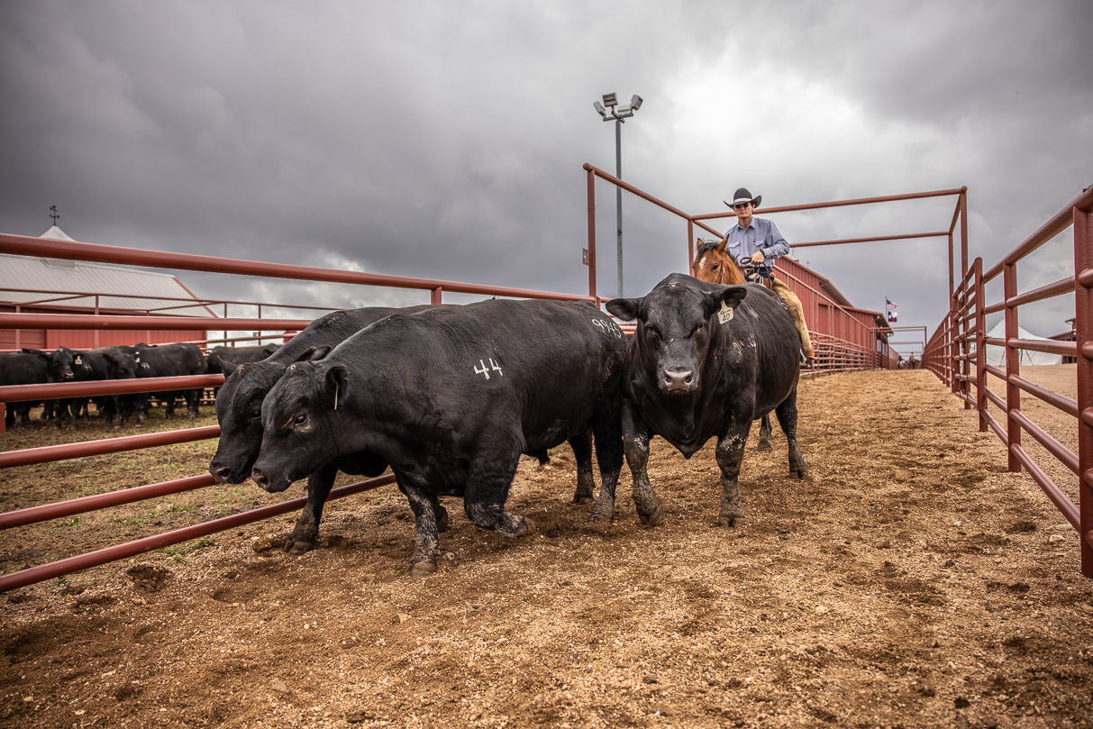 44Farms_Cameron_BullSale_Feb2021-517627