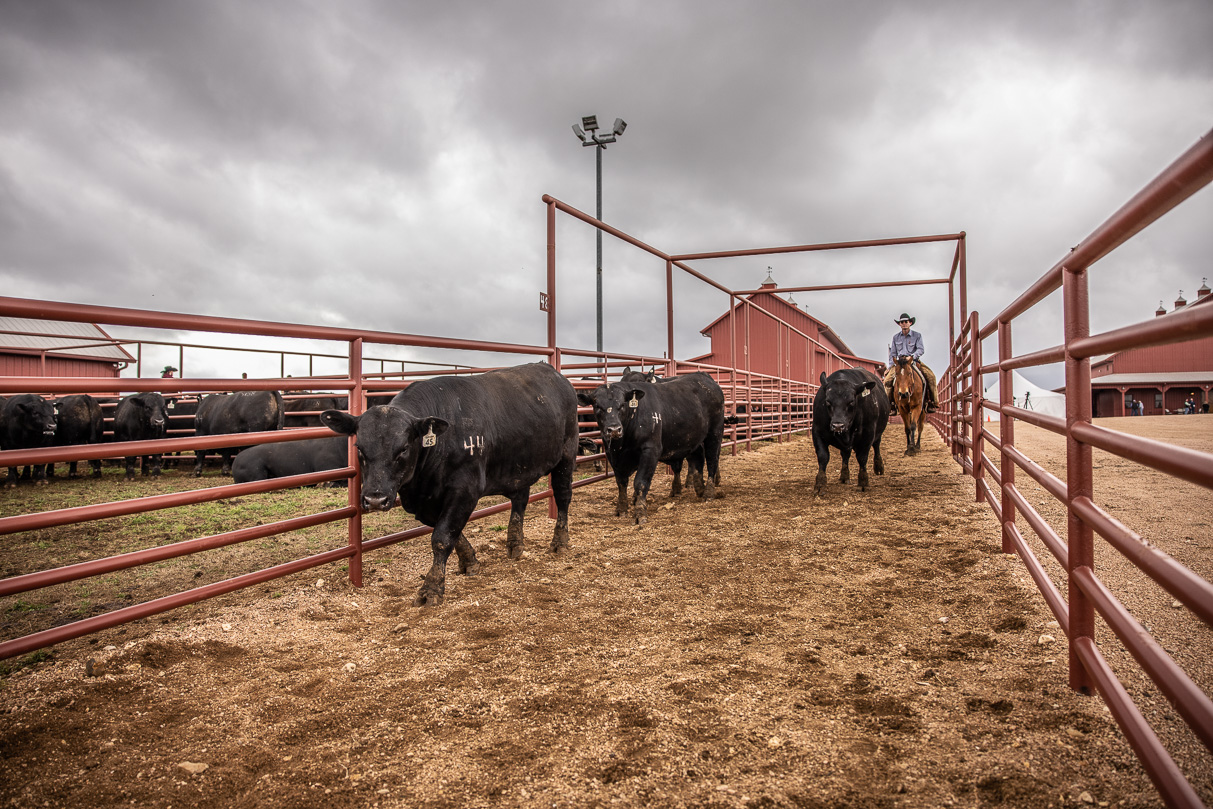 44Farms_Cameron_BullSale_Feb2021-517647