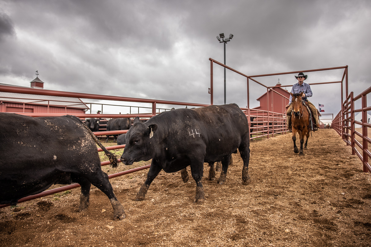 44Farms_Cameron_BullSale_Feb2021-517653