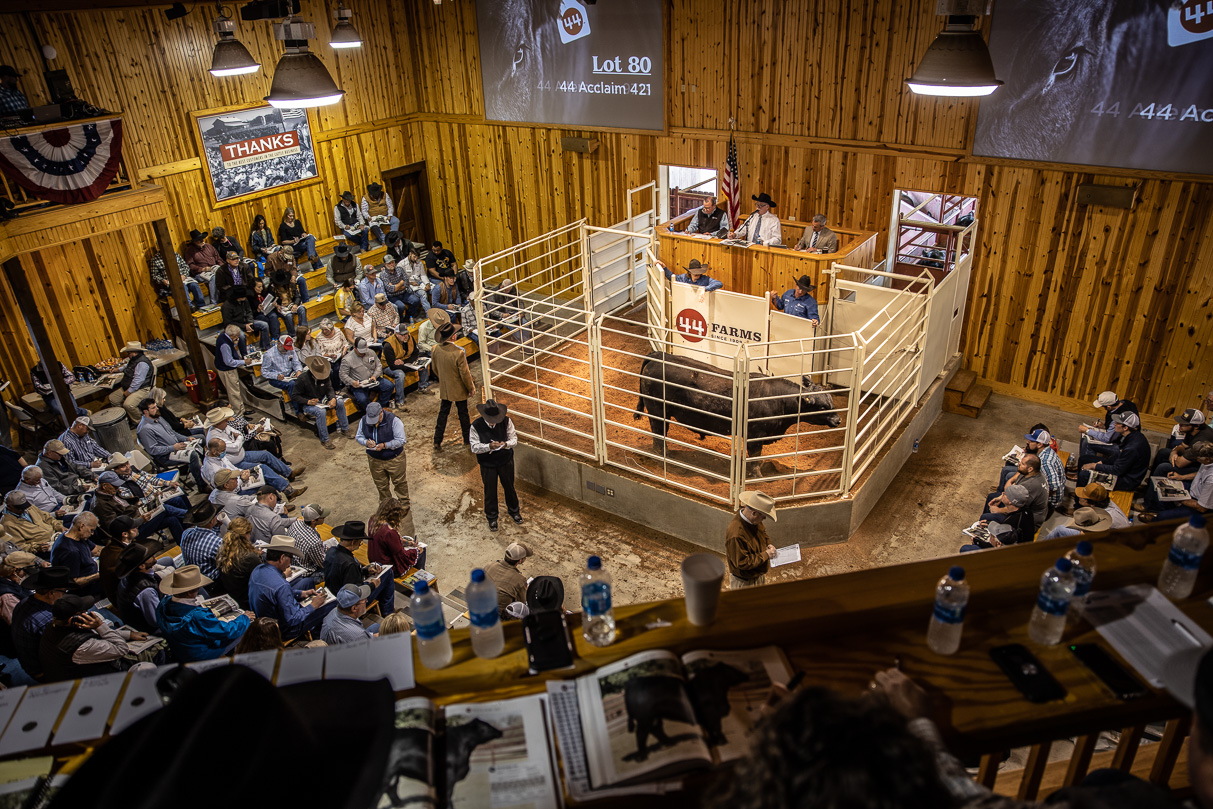 44Farms_Cameron_BullSale_Feb2021-517663