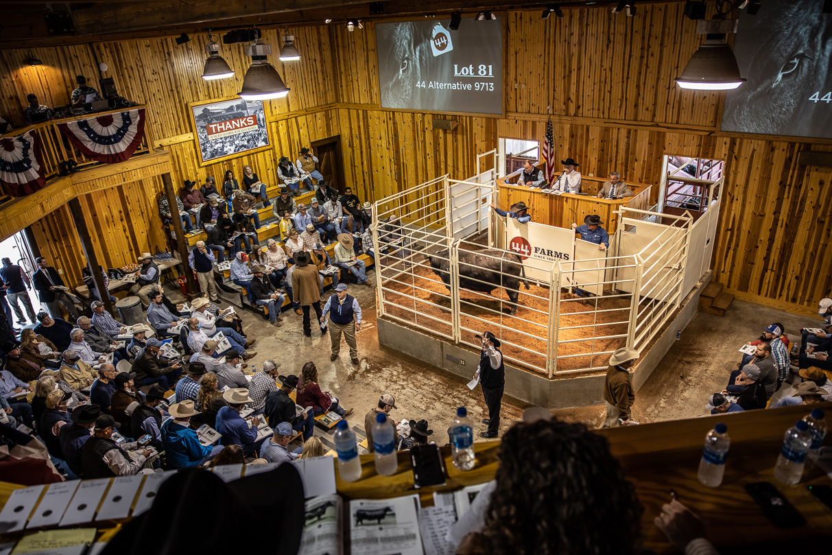 44Farms_Cameron_BullSale_Feb2021-517672