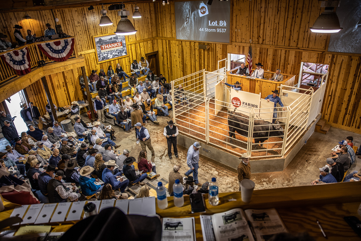 44Farms_Cameron_BullSale_Feb2021-517686