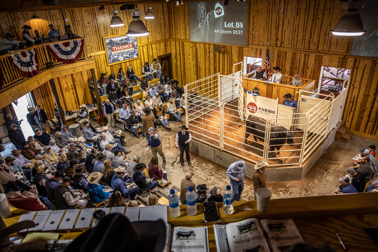 44Farms_Cameron_BullSale_Feb2021-517689