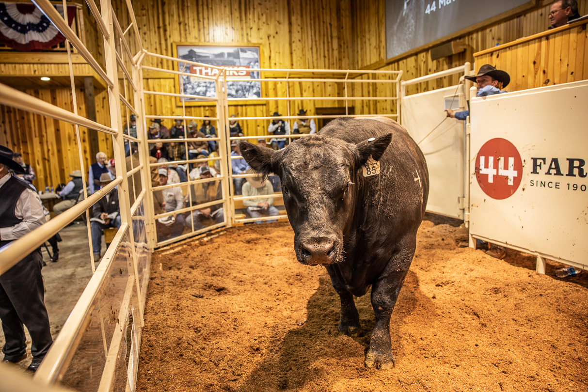 44Farms_Cameron_BullSale_Feb2021-517690