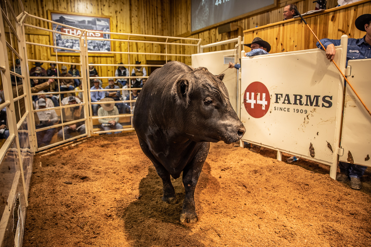 44Farms_Cameron_BullSale_Feb2021-517697