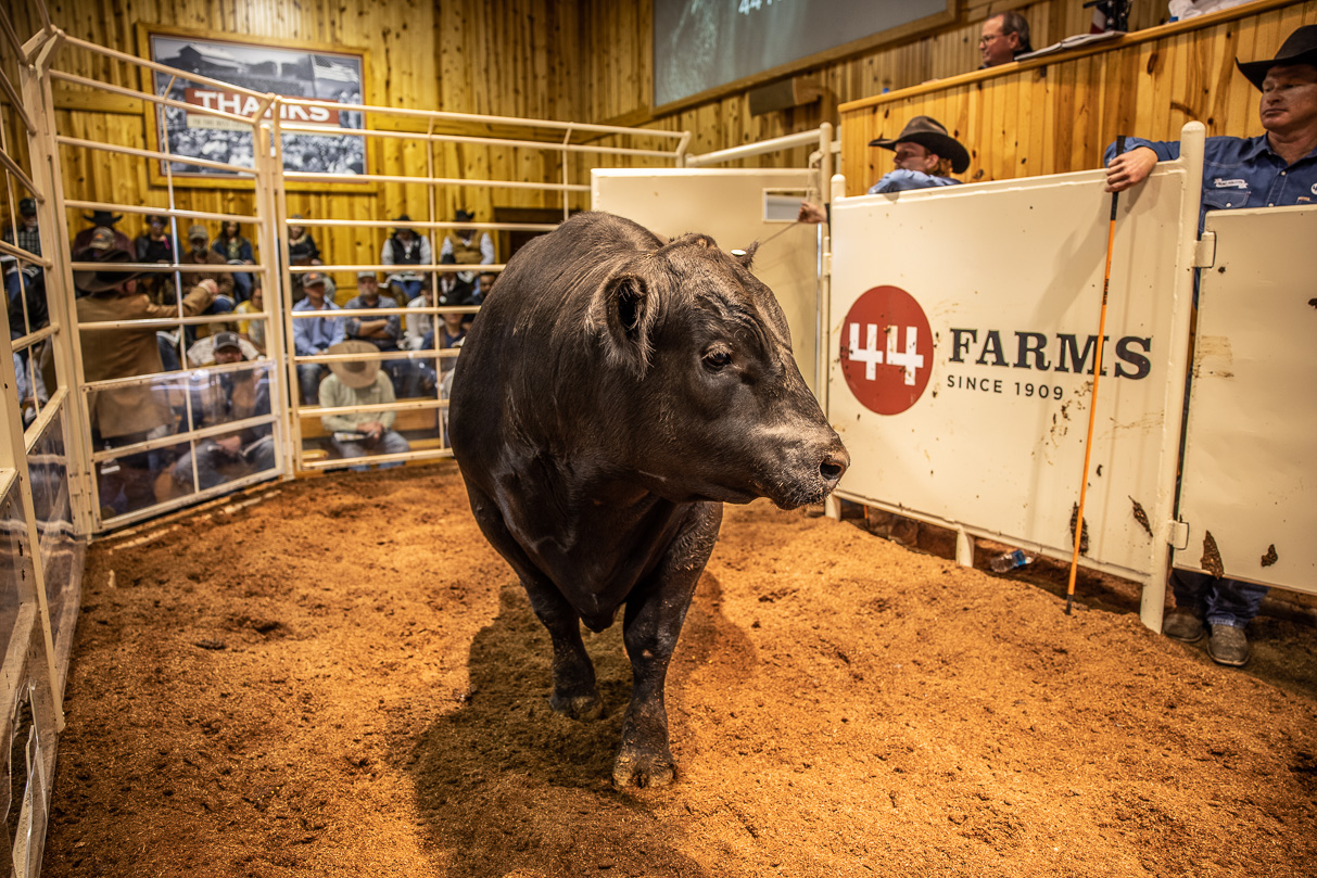 44Farms_Cameron_BullSale_Feb2021-517699
