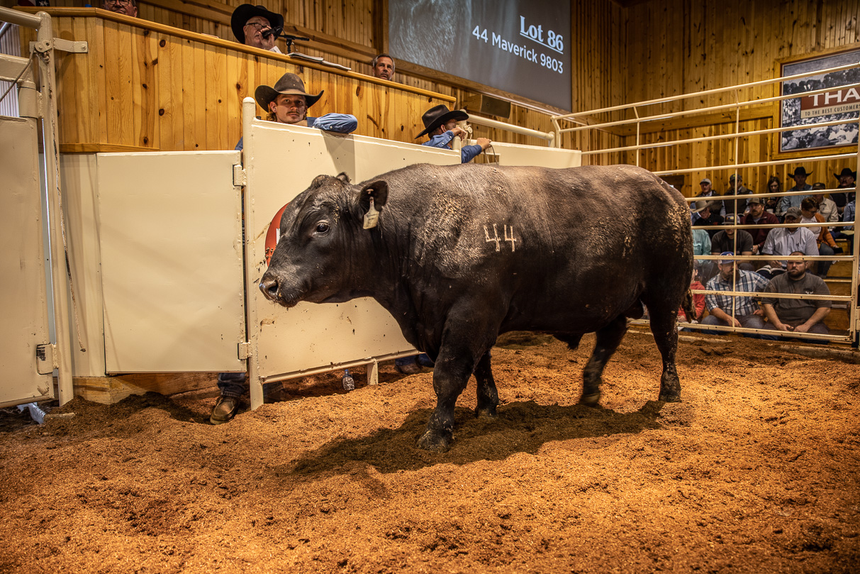44Farms_Cameron_BullSale_Feb2021-517719