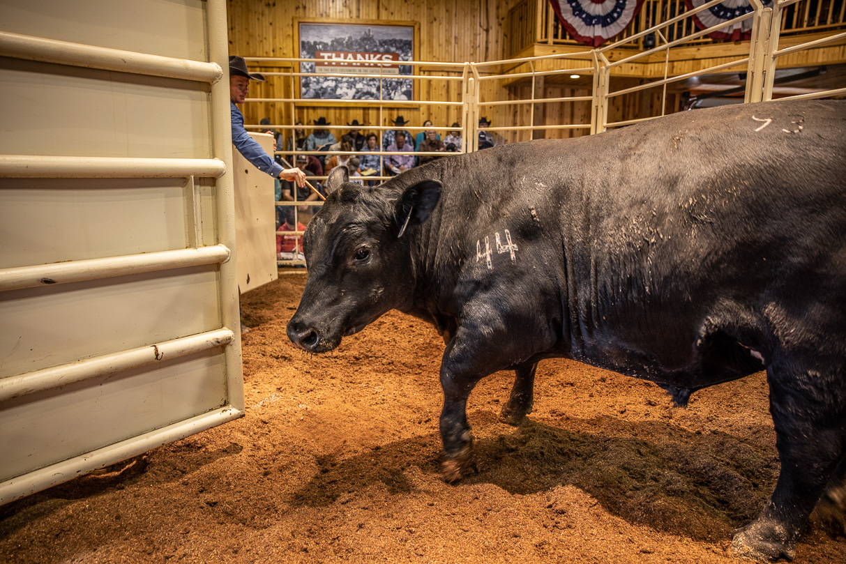 44Farms_Cameron_BullSale_Feb2021-517741