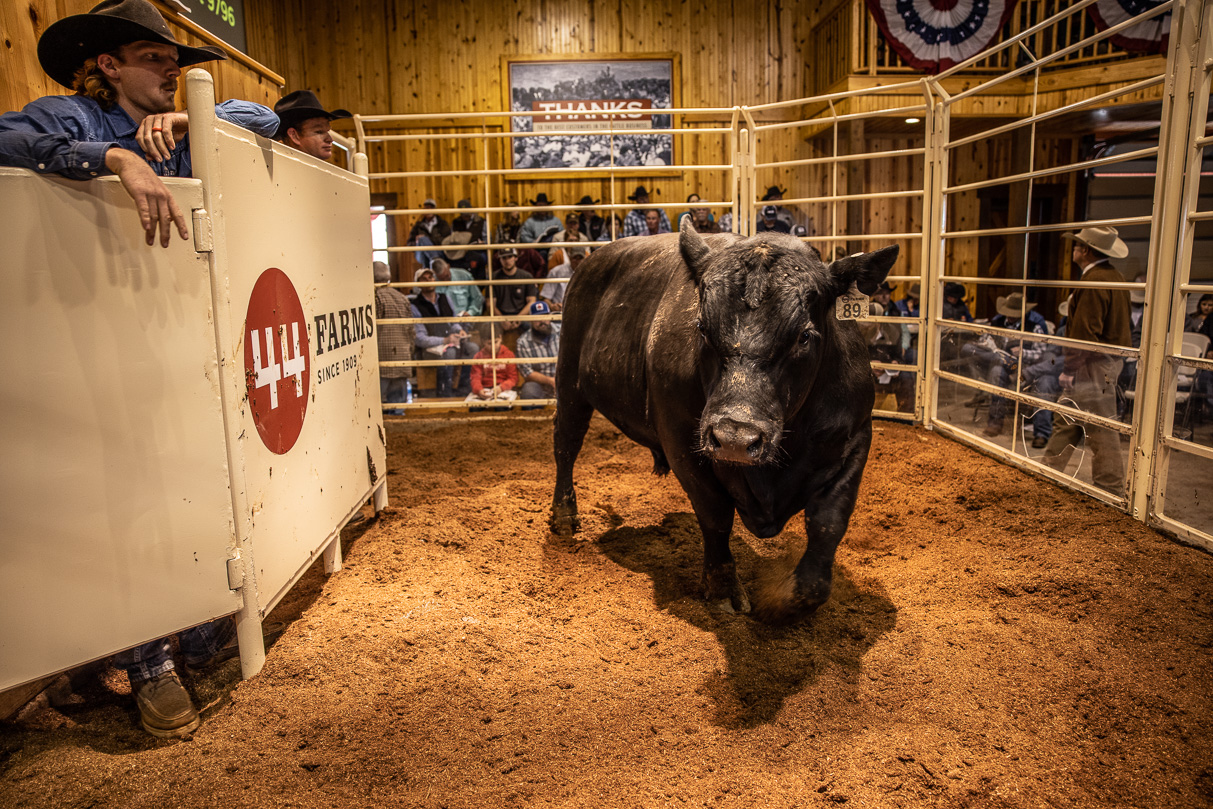 44Farms_Cameron_BullSale_Feb2021-517746