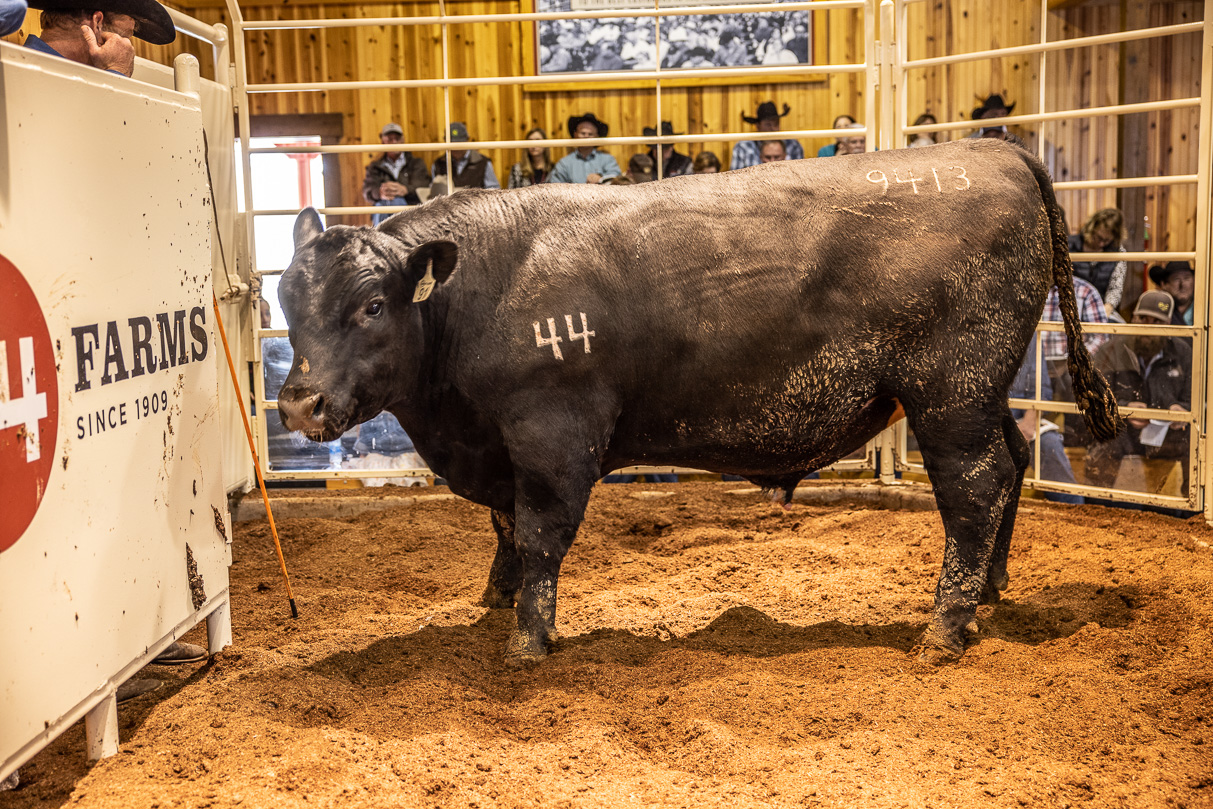 44Farms_Cameron_BullSale_Feb2021-517759