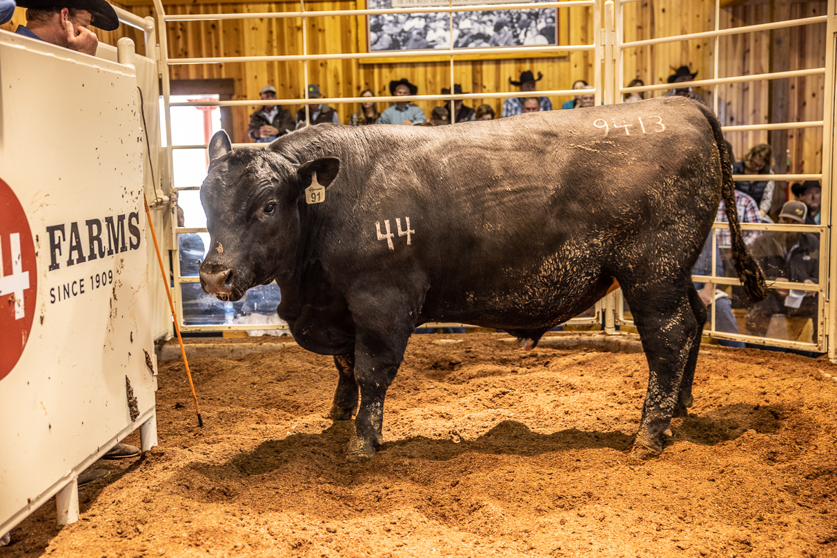 44Farms_Cameron_BullSale_Feb2021-517760