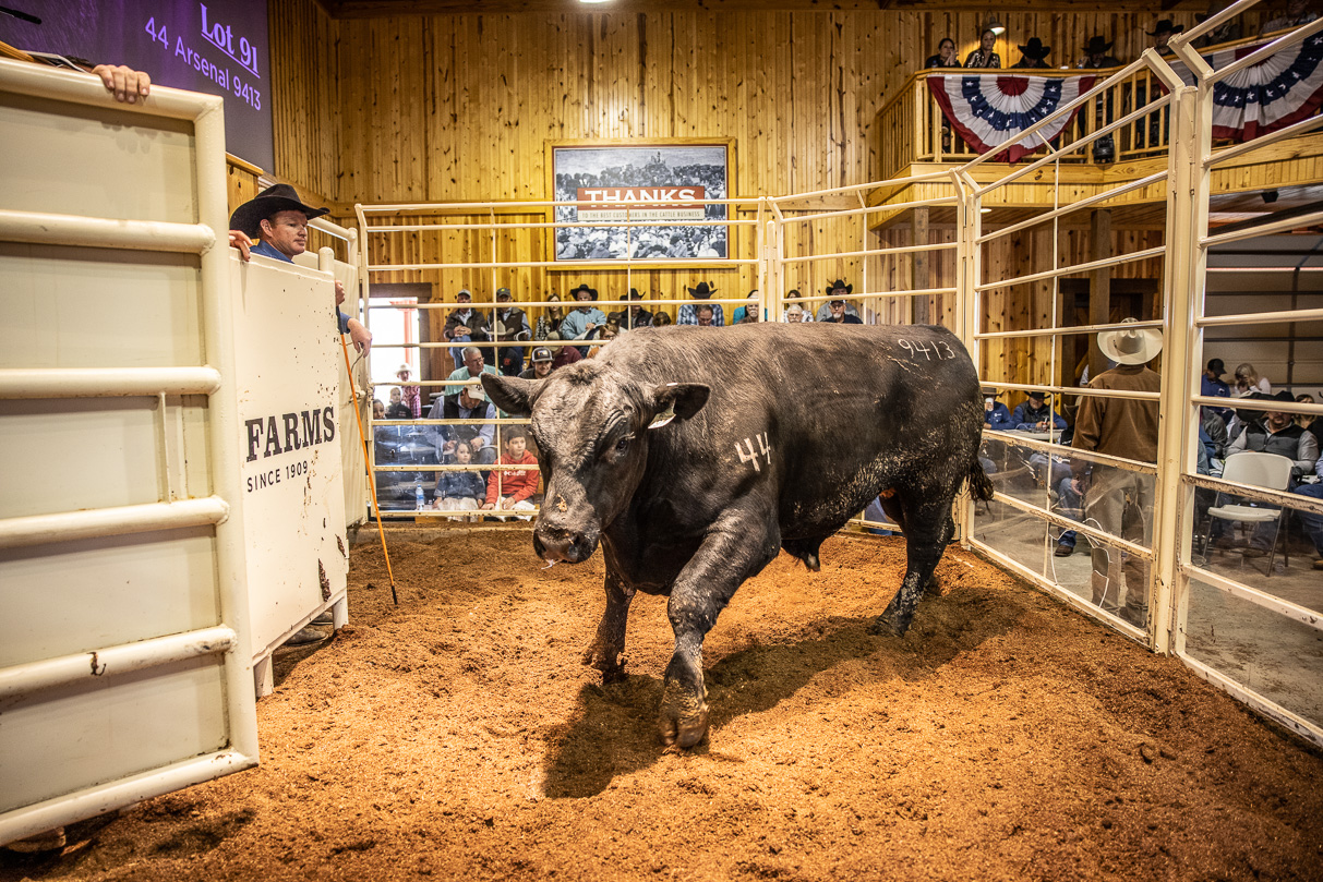 44Farms_Cameron_BullSale_Feb2021-517770