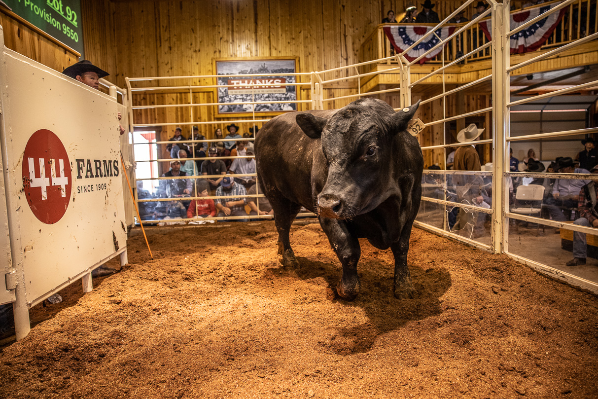 44Farms_Cameron_BullSale_Feb2021-517785