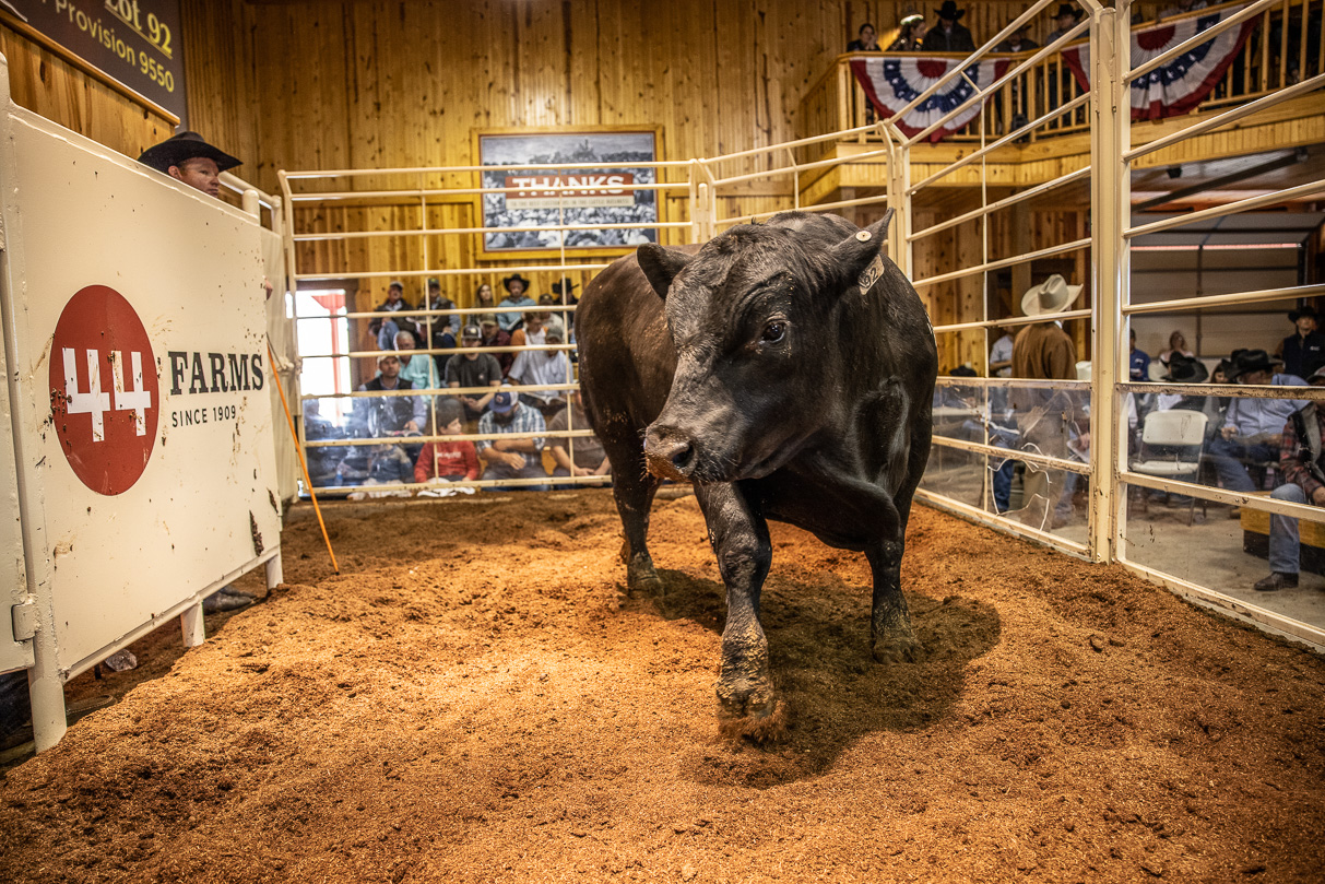 44Farms_Cameron_BullSale_Feb2021-517786