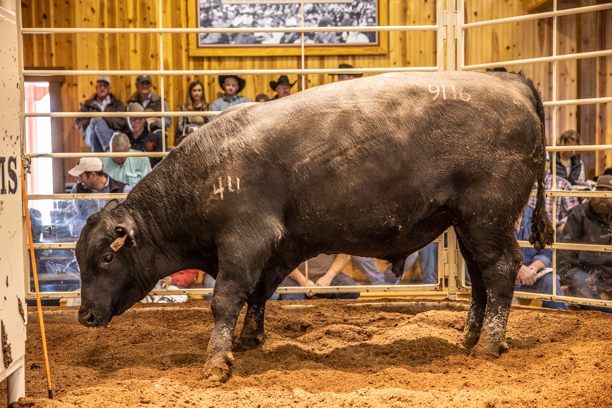 44Farms_Cameron_BullSale_Feb2021-517809