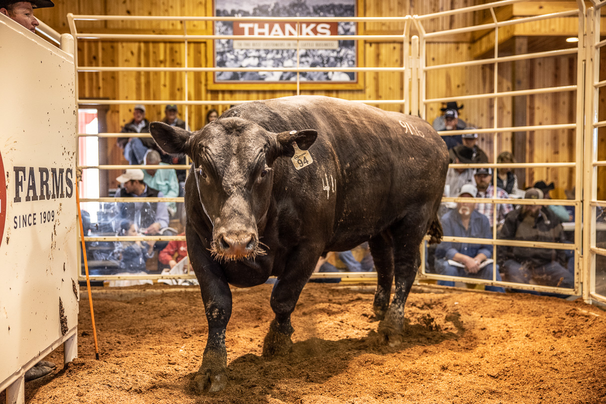 44Farms_Cameron_BullSale_Feb2021-517810