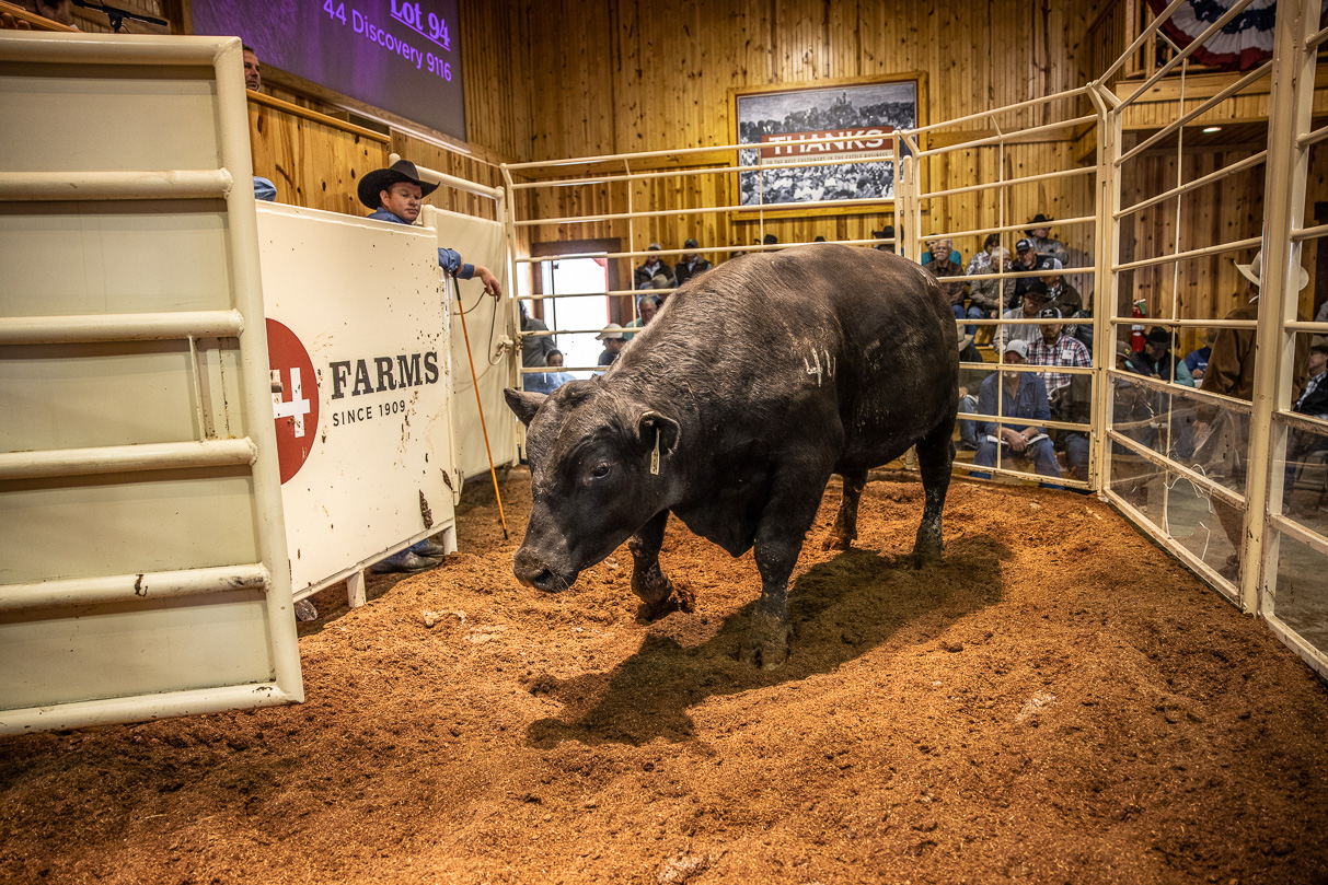 44Farms_Cameron_BullSale_Feb2021-517824