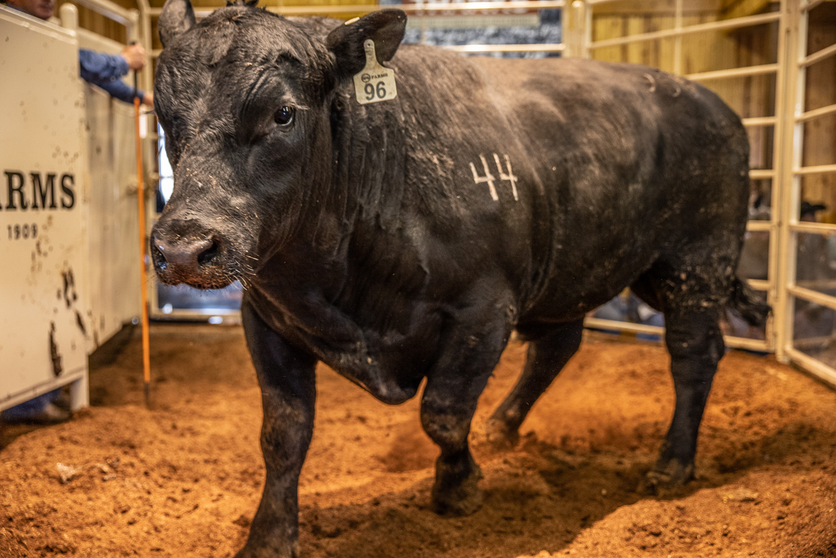 44Farms_Cameron_BullSale_Feb2021-517841