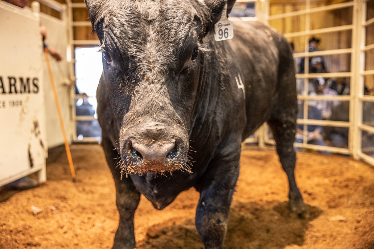 44Farms_Cameron_BullSale_Feb2021-517843