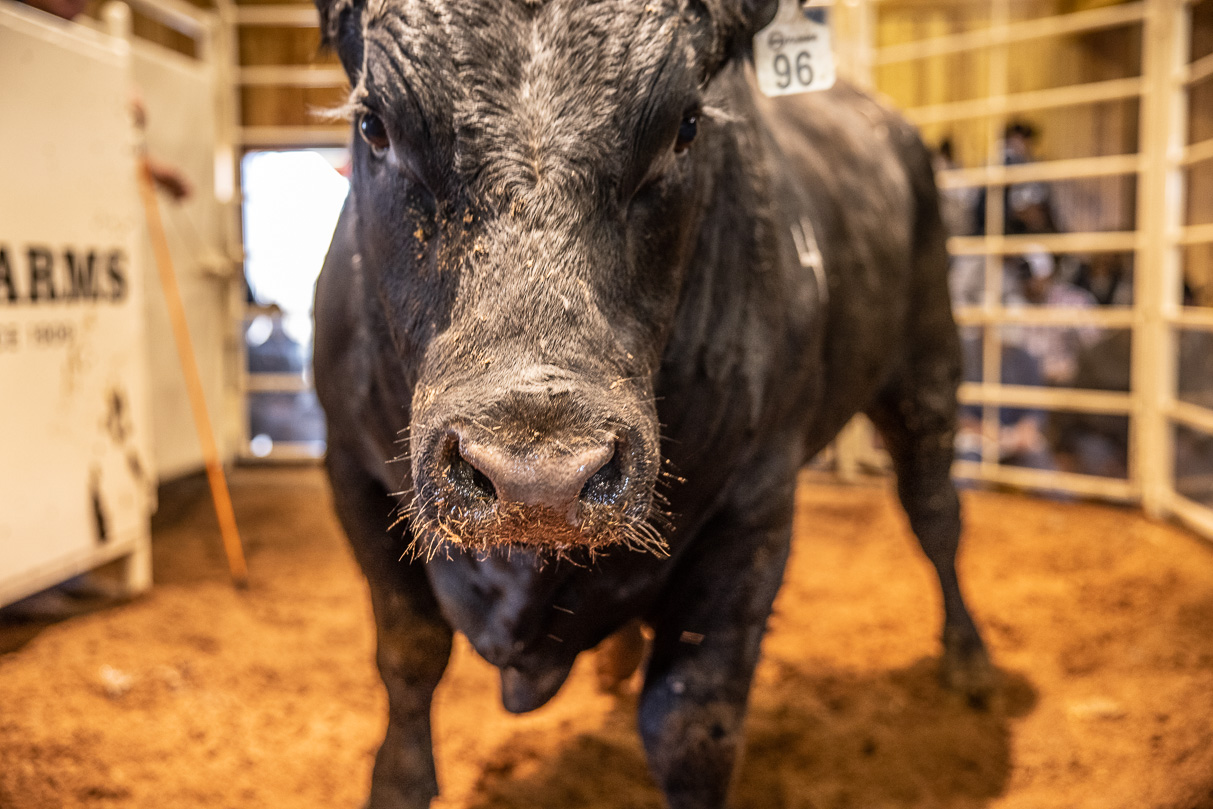 44Farms_Cameron_BullSale_Feb2021-517844