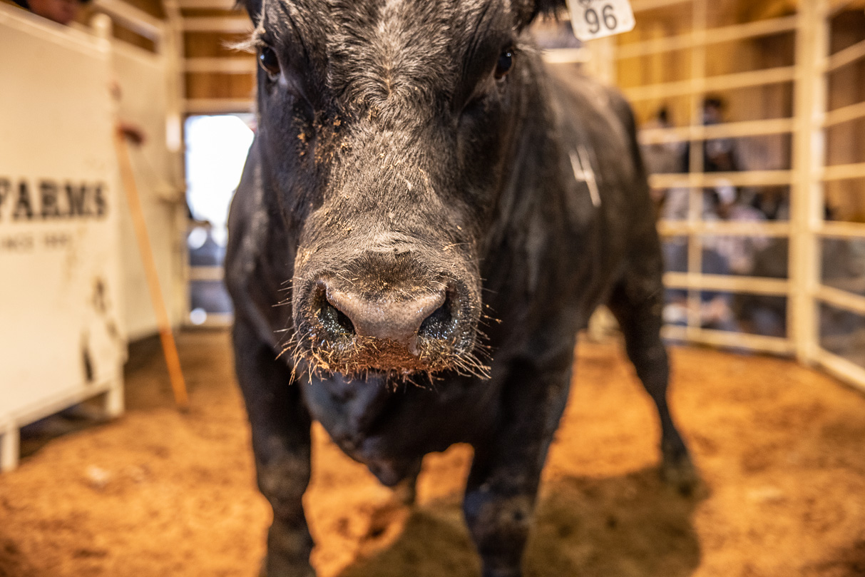 44Farms_Cameron_BullSale_Feb2021-517845