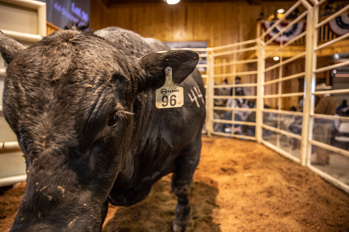 44Farms_Cameron_BullSale_Feb2021-517847