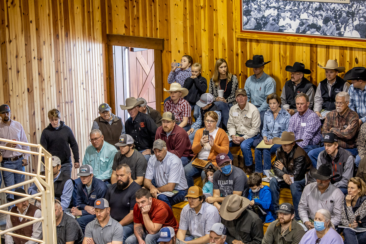 44Farms_Cameron_BullSale_Feb2021-523462