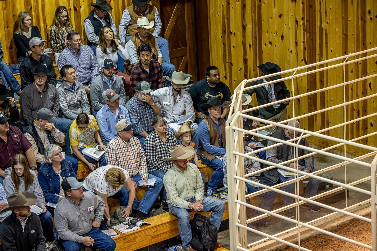 44Farms_Cameron_BullSale_Feb2021-523492