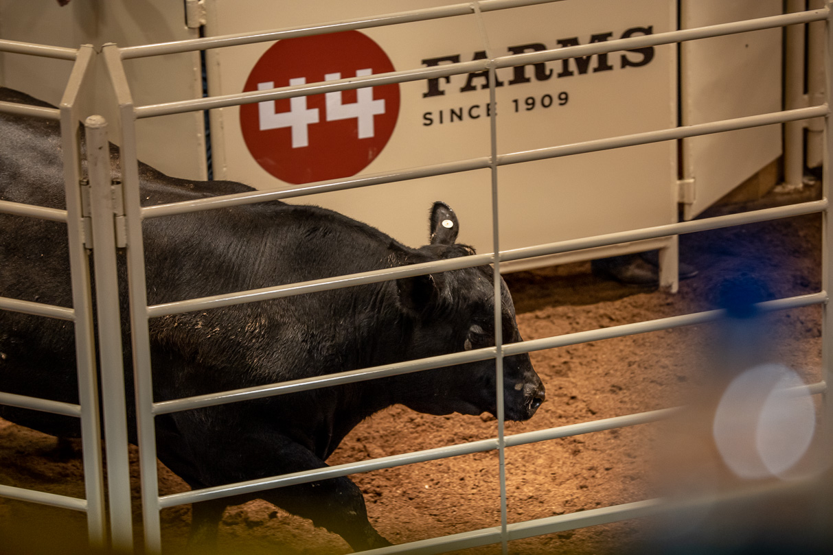 44Farms_Cameron_BullSale_Feb2021-523559