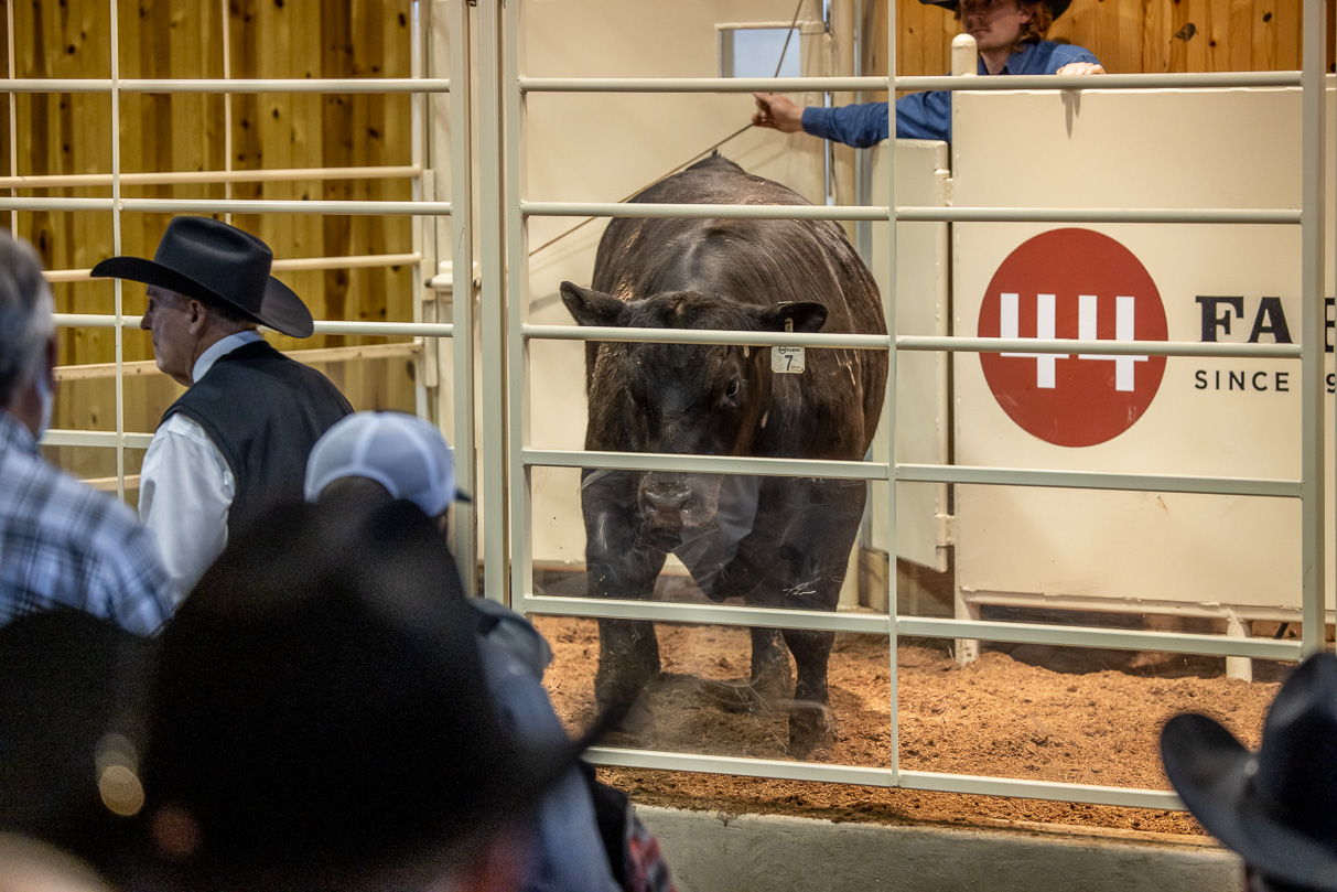 44Farms_Cameron_BullSale_Feb2021-523583
