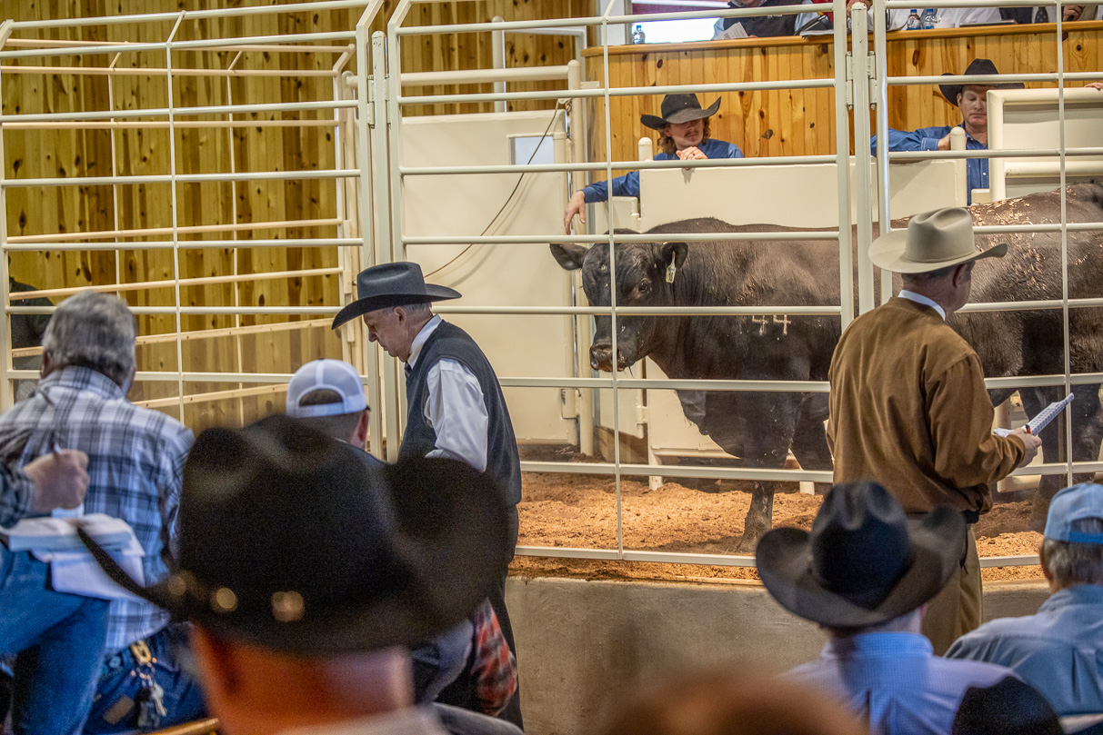 44Farms_Cameron_BullSale_Feb2021-523592