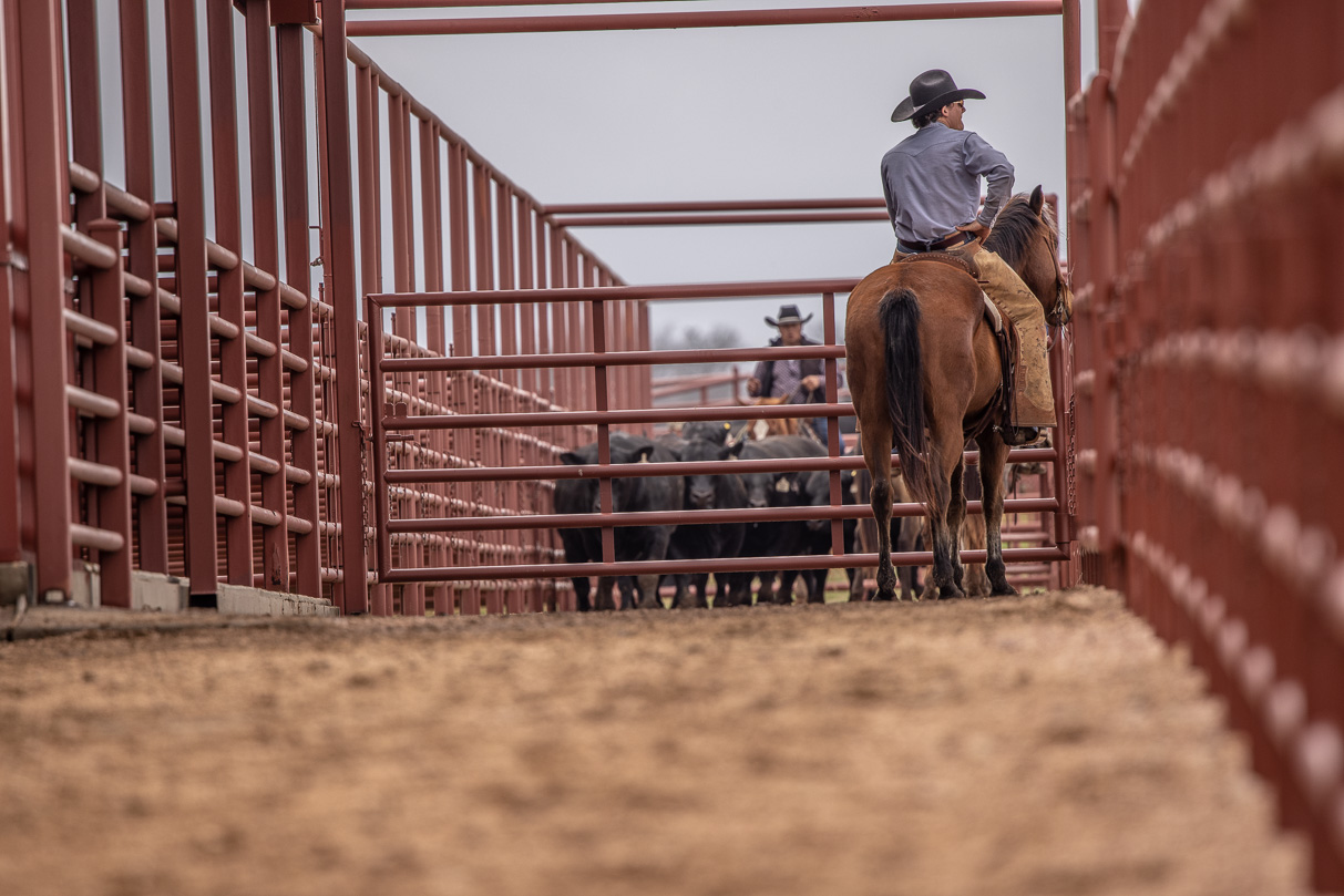 44Farms_Cameron_BullSale_Feb2021-523608