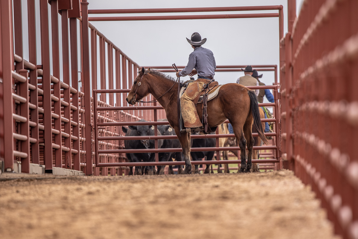 44Farms_Cameron_BullSale_Feb2021-523610