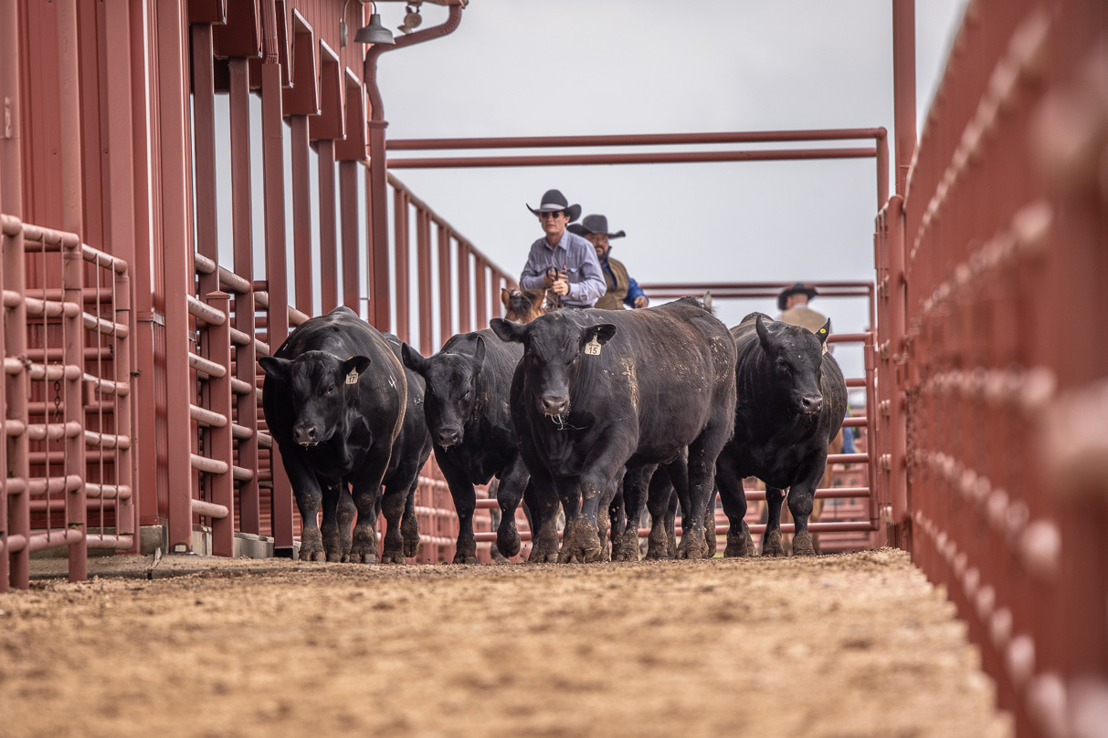 44Farms_Cameron_BullSale_Feb2021-523620
