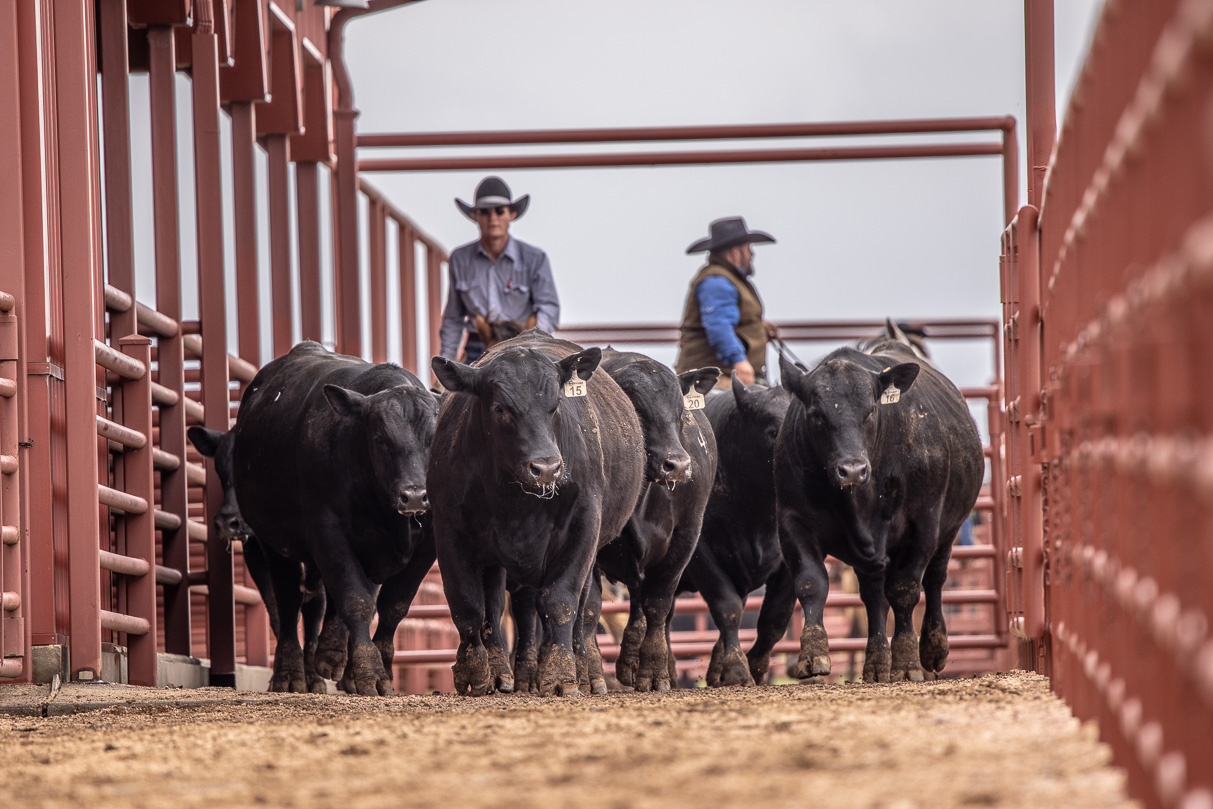 44Farms_Cameron_BullSale_Feb2021-523622