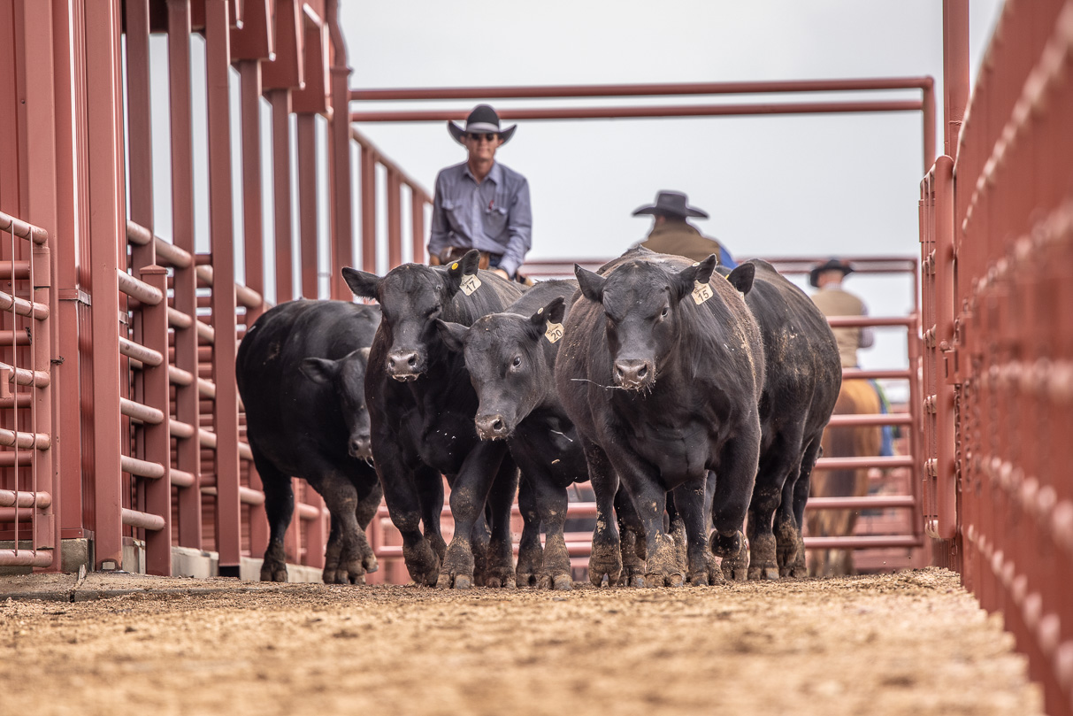 44Farms_Cameron_BullSale_Feb2021-523624