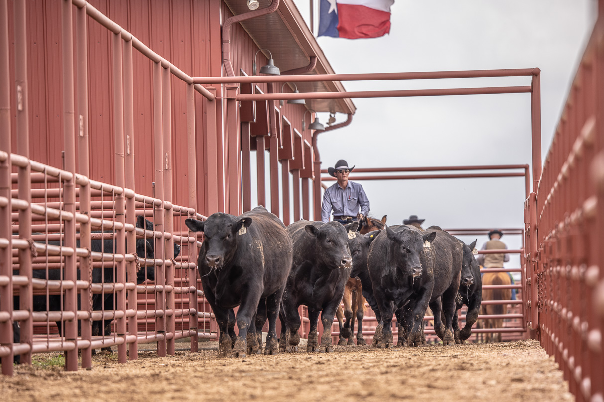 44Farms_Cameron_BullSale_Feb2021-523631
