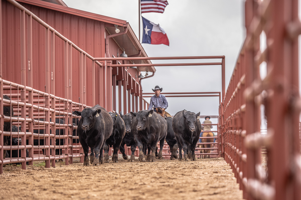 44Farms_Cameron_BullSale_Feb2021-523637