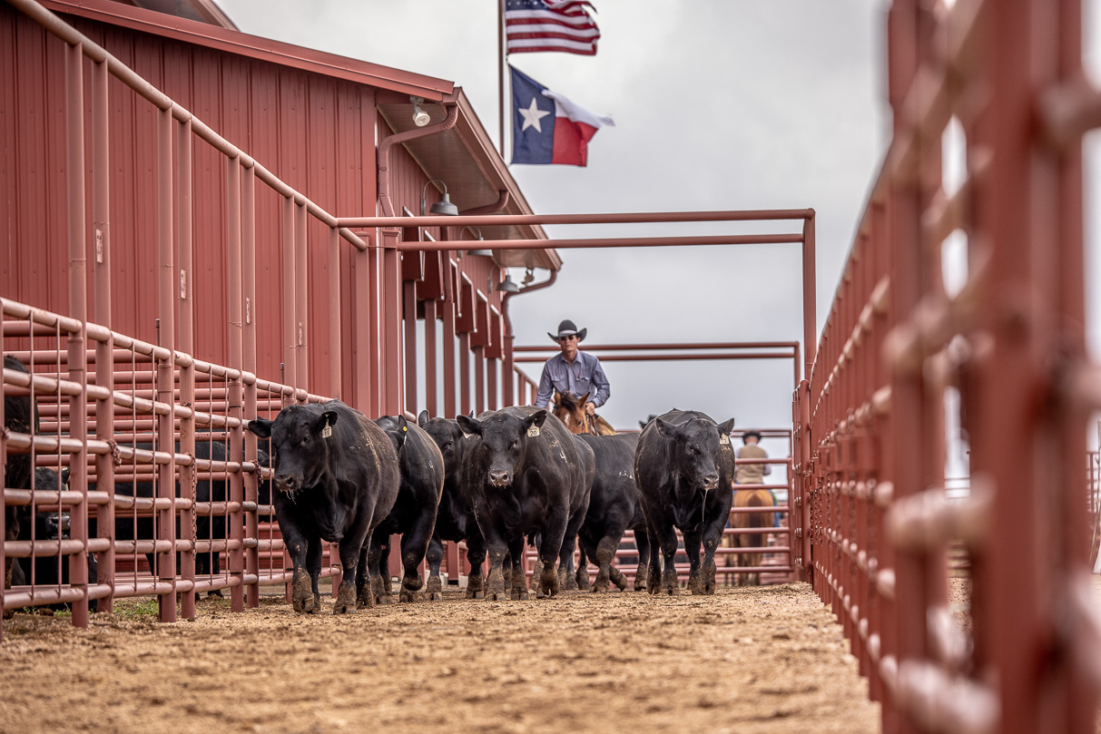 44Farms_Cameron_BullSale_Feb2021-523638