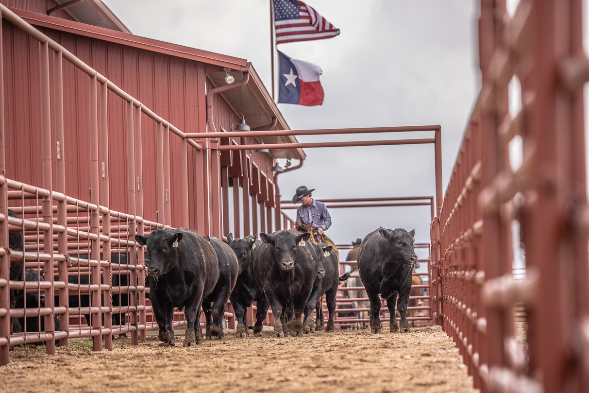 44Farms_Cameron_BullSale_Feb2021-523639