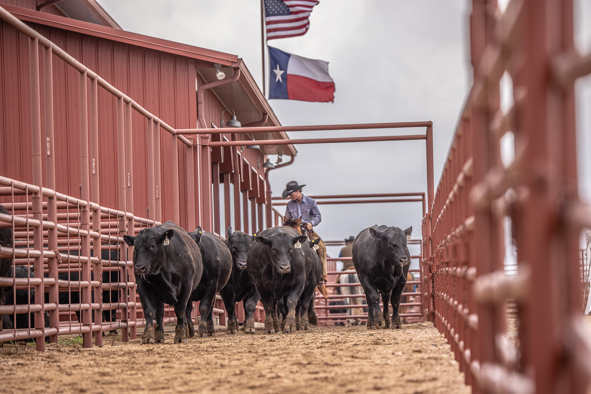 44Farms_Cameron_BullSale_Feb2021-523640